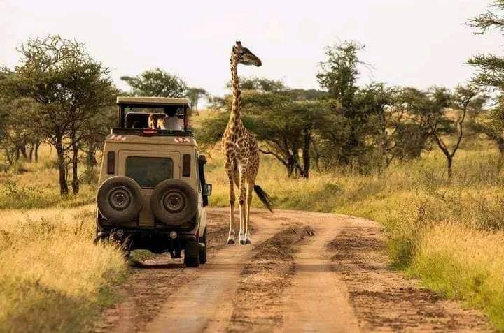 6-Day Masai Mara-Lake Nakuru National Park-Amboseli National Park Budget Safari